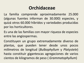Orchidaceae
La familia comprende aproximadamente 25.000
(algunas fuentes informan de 30.000) especies, y
quizá otros 60.000 híbridos y variedades producidas
por los horticultores.
Es una de las familias con mayor riqueza de especies
entre las angiospermas.
Constituyen un grupo extremadamente diverso de
plantas, que pueden tener desde unos pocos
milímetros de longitud (Bulbophyllum y Platystele)
hasta constituir gigantescas agregaciones de varios
cientos de kilogramos de peso ( Grammatophyllum)
 