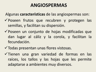 ANGIOSPERMAS
Algunas características de las angiospermas son:
Poseen frutos que recubren y protegen las
semillas, y facilitan su dispersión.
Poseen un conjunto de hojas modificadas que
dan lugar al cáliz y la corola, y facilitan la
fecundación.
Todas presentan unas flores vistosas.
Tienen una gran variedad de formas en las
raíces, los tallos y las hojas que les permite
adaptarse a ambientes muy diversos.
 