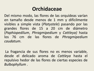 Orchidaceae
Del mismo modo, las flores de las orquídeas varían
en tamaño desde menos de 1 mm y difícilmente
visibles a simple vista (Platystele) pasando por las
grandes flores de 15 a 20 cm de diámetro
(Paphiopedilum, Phragmipedium y Cattleya) hasta
los 76 cm de las flores de Phragmipedium
caudatum.
La fragancia de sus flores no es menos variable,
desde el delicado aroma de Cattleya hasta el
repulsivo hedor de las flores de ciertas especies de
Bulbophyllum .
 