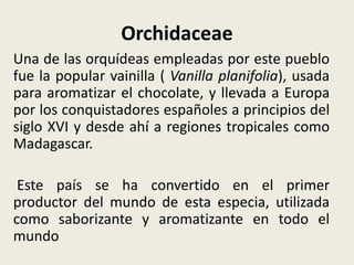 Orchidaceae
Una de las orquídeas empleadas por este pueblo
fue la popular vainilla ( Vanilla planifolia), usada
para aromatizar el chocolate, y llevada a Europa
por los conquistadores españoles a principios del
siglo XVI y desde ahí a regiones tropicales como
Madagascar.
Este país se ha convertido en el primer
productor del mundo de esta especia, utilizada
como saborizante y aromatizante en todo el
mundo
 