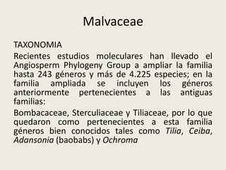 Malvaceae
TAXONOMIA
Recientes estudios moleculares han llevado el
Angiosperm Phylogeny Group a ampliar la familia
hasta 243 géneros y más de 4.225 especies; en la
familia ampliada se incluyen los géneros
anteriormente pertenecientes a las antiguas
familias:
Bombacaceae, Sterculiaceae y Tiliaceae, por lo que
quedaron como pertenecientes a esta familia
géneros bien conocidos tales como Tilia, Ceiba,
Adansonia (baobabs) y Ochroma
 
