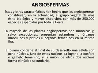 ANGIOSPERMAS
Estas y otras características han hecho que las angiospermas
constituyan, en la actualidad, el grupo vegetal de más
éxito biológico y mayor dispersión, con más de 250.000
especies esparcidas por toda la tierra.
La mayoría de las plantas angiospermas son monoicas y,
salvo excepciones, presentan estambres u órganos
masculinos y pistilos u órganos femeninos en la misma
flor.
El ovario contiene al final de su desarrollo una célula con
ocho núcleos. Uno de estos núcleos da lugar a la oosfera
o gameto femenino, y la unión de otros dos núcleos
forma el núcleo secundario.
 