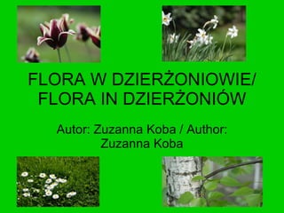 FLORA W DZIERŻONIOWIE/ FLORA IN DZIERŻONIÓW Autor: Zuzanna Koba / Author: Zuzanna Koba 