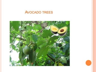 AVOCADO TREES
 