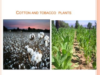 COTTON AND TOBACCO PLANTS
 