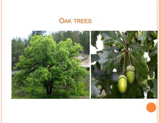 OAK TREES
 