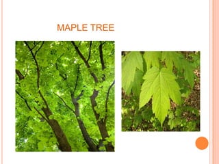 MAPLE TREE
 