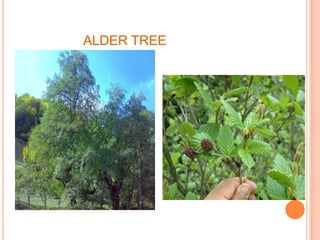 ALDER TREE
 