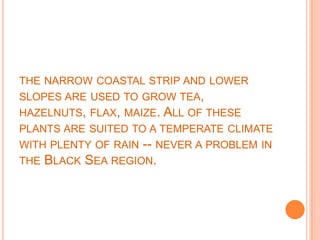 THE NARROW COASTAL STRIP AND LOWER
SLOPES ARE USED TO GROW TEA,
HAZELNUTS, FLAX, MAIZE. ALL OF THESE
PLANTS ARE SUITED TO A TEMPERATE CLIMATE
WITH PLENTY OF RAIN -- NEVER A PROBLEM IN
THE BLACK SEA REGION.
 