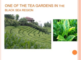 ONE OF THE TEA GARDENS IN THE
BLACK SEA REGION
 