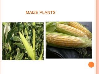 MAIZE PLANTS
 