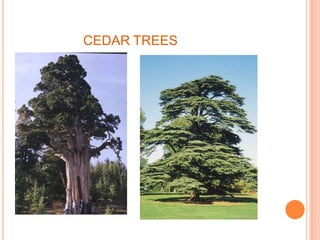 CEDAR TREES
 