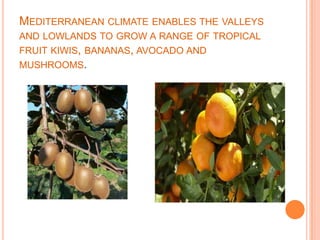 MEDITERRANEAN CLIMATE ENABLES THE VALLEYS
AND LOWLANDS TO GROW A RANGE OF TROPICAL
FRUIT KIWIS, BANANAS, AVOCADO AND
MUSHROOMS.
 