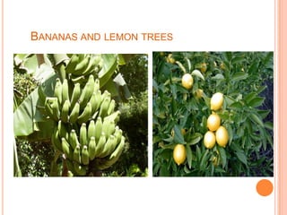 BANANAS AND LEMON TREES
 