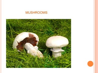 MUSHROOMS
 