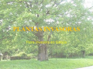 PLANTAS INVASORAS Flora invasora en Galicia 