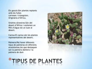 *
Els gazuls:Són plantes reptants
amb les fulles
carnoses i triangulars.
Originària d’Àfrica.
Síndries silvestres:Són del
desert d’Àfrica i contenen un
95% d’aigua tot un luxe al
desert.
Cactus:El cactus són les plantes
representatives del desert.
Palmera:Pot haver diferents
tipus de palmeras en diferents
ecosistemas,les que destaquen
son la palmera datilera i la
palmera de dum
 