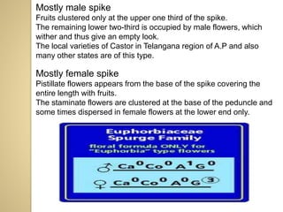Mostly male spike
Fruits clustered only at the upper one third of the spike.
The remaining lower two-third is occupied by male flowers, which
wither and thus give an empty look.
The local varieties of Castor in Telangana region of A.P and also
many other states are of this type.
Mostly female spike
Pistillate flowers appears from the base of the spike covering the
entire length with fruits.
The staminate flowers are clustered at the base of the peduncle and
some times dispersed in female flowers at the lower end only.
 
