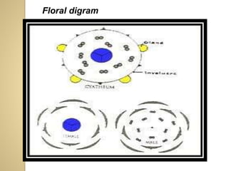 Floral digram
 