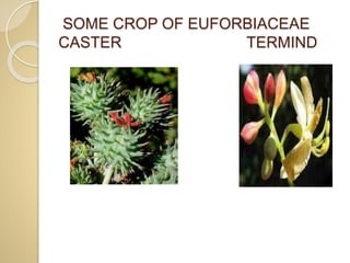 SOME CROP OF EUFORBIACEAE
CASTER TERMIND
 