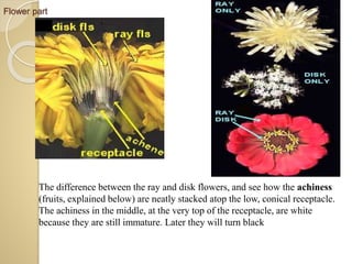 Flower part
The difference between the ray and disk flowers, and see how the achiness
(fruits, explained below) are neatly stacked atop the low, conical receptacle.
The achiness in the middle, at the very top of the receptacle, are white
because they are still immature. Later they will turn black
 