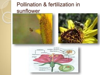 Pollination & fertilization in
sunflower
 