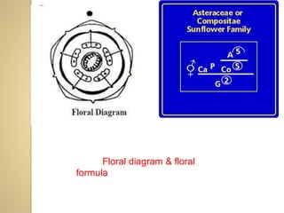 Floral diagram & floral
formula
 