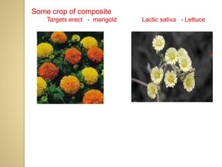 Some crop of composite
Targets erect - marigold Lactic sativa - Lettuce
 