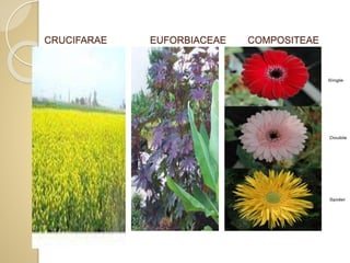 CRUCIFARAE EUFORBIACEAE COMPOSITEAE
 