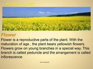 MUSTARD FLOWER
Flower
Flower is a reproductive parts of the plant. With the
maturation of age , the plant bears yellowish flowers.
Flowers grow on young branches in a special way. This
branch is called peduncle and the arrangement is called
inflorescence
Flower Structure.flv
 