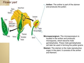 Flower part
 Anther: The anther is part of the stamen
and produces the pollen
Microsporangium: The microsprangium is
located in the anther and produces
microspores, which become male
gametophytes. These male gametophytes
will later be used in forming the pollen grains
Stamen: The stamen is the male reproductive
organ in the plant. It consists of the anther
and filament.
 
