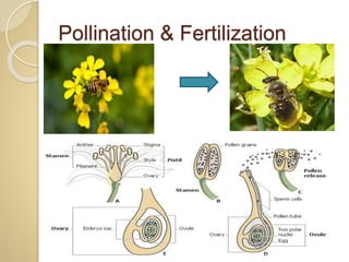 Pollination & Fertilization
 