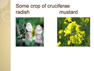 Some crop of cruciferae
radish mustard
 