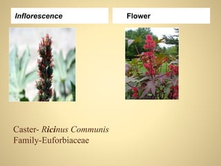 Caster- Ricinus Communis
Family-Euforbiaceae
Inflorescence Flower
 