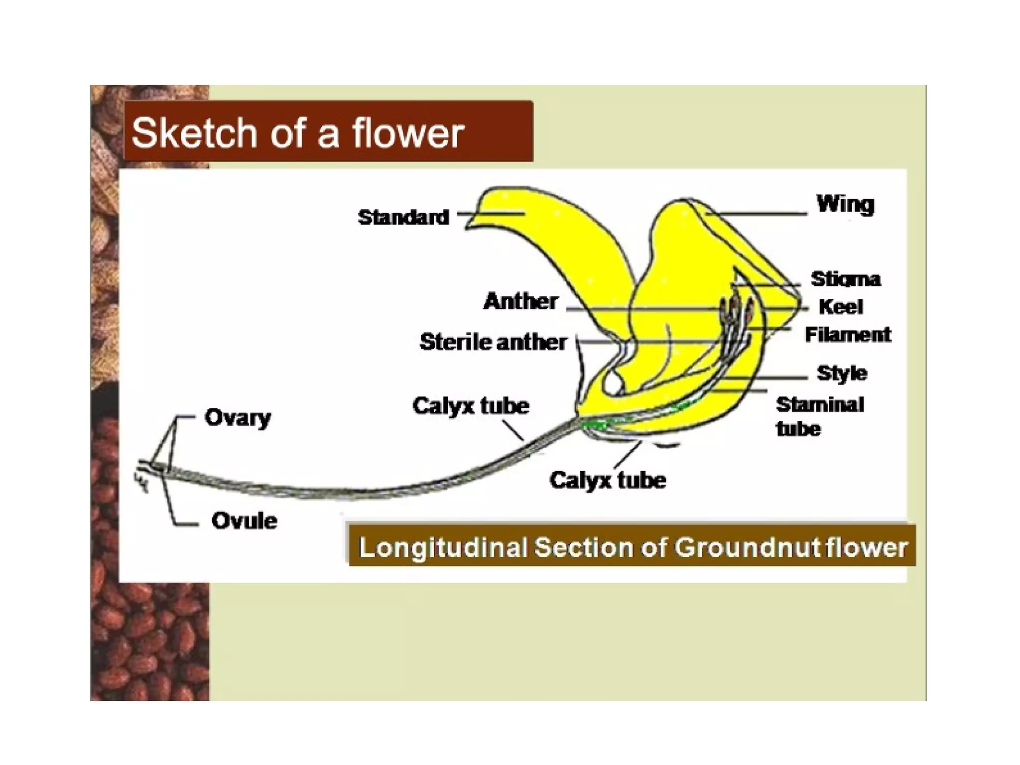 Floral biology and crossing techniques in groundnut | PPS