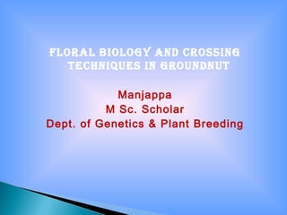 Floral biology and crossing
techniques in groundnut
Manjappa
M Sc. Scholar
Dept. of Genetics & Plant Breeding
 