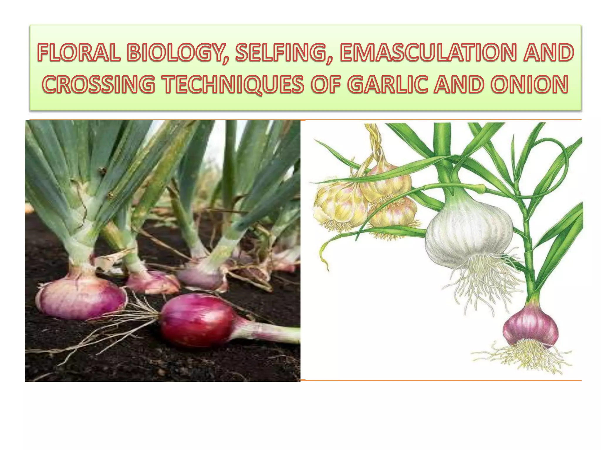 Floral biology of garlic and onion PPT