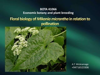 BOTA 41066
Economic botany and plant breeding

A.T. Wickramage

+94716523306

 