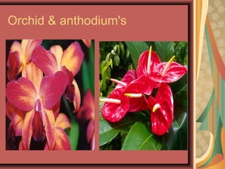 Orchid & anthodium's
 