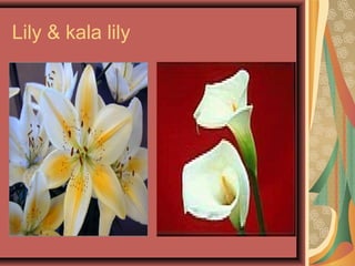 Lily & kala lily
 