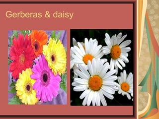 Gerberas & daisy
 