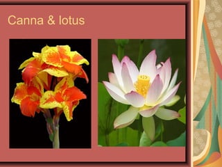 Canna & lotus
 