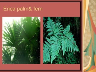 Erica palm& fern
 