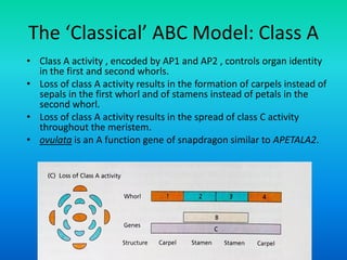 The ‘Classical’ ABC Model: Class A
• Class A activity , encoded by AP1 and AP2 , controls organ identity
in the first and second whorls.
• Loss of class A activity results in the formation of carpels instead of
sepals in the first whorl and of stamens instead of petals in the
second whorl.
• Loss of class A activity results in the spread of class C activity
throughout the meristem.
• ovulata is an A function gene of snapdragon similar to APETALA2.
 