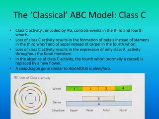 The ‘Classical’ ABC Model: Class C
• Class C activity , encoded by AG, controls events in the third and fourth
whorls.
• Loss of class C activity results in the formation of petals instead of stamens
in the third whorl and of sepal instead of carpel in the fourth whorl.
• Loss of class C activity results in the expression of only class A activity
throughout the floral meristem.
• In the absence of class C activity, the fourth whorl (normally a carpel) is
replaced by a new flower.
• A snapdragon gene similar to AGAMOUS is pleniflora.
 