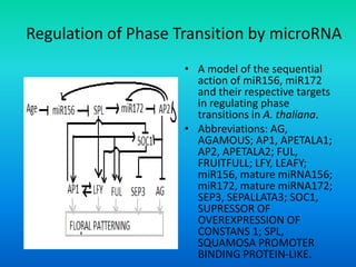 Regulation of Phase Transition by microRNA
• A model of the sequential
action of miR156, miR172
and their respective targets
in regulating phase
transitions in A. thaliana.
• Abbreviations: AG,
AGAMOUS; AP1, APETALA1;
AP2, APETALA2; FUL,
FRUITFULL; LFY, LEAFY;
miR156, mature miRNA156;
miR172, mature miRNA172;
SEP3, SEPALLATA3; SOC1,
SUPRESSOR OF
OVEREXPRESSION OF
CONSTANS 1; SPL,
SQUAMOSA PROMOTER
BINDING PROTEIN-LIKE.
 