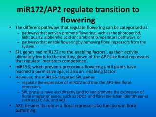 miR172/AP2 regulate transition to
flowering
• The different pathways that regulate flowering can be categorised as:
– pathways that actively promote flowering, such as the photoperiod,
light quality, gibberellic acid and ambient temperature pathways, or
– pathways that enable flowering by removing floral repressors from the
system.
• SPL genes and miR172 are the`enabling factors', as their activity
ultimately leads to the shutting down of the AP2-like floral repressors
that regulate `meristem competence’.
• miR156, which prevents precocious flowering until plants have
reached a permissive age, is also an `enabling factor'.
• However, the miR156-targeted SPL genes
– regulate the expression of miR172 and thus the AP2-like floral
repressors,
– SPL proteins have also directly bind to and promote the expression of
floral integrator genes, such as SOC1 and floral meristem identity genes
such as LFY, FUL and AP1.
• AP2, besides its role as a floral repressor also functions in floral
patterning.
 