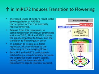 ↑ in miR172 Induces Transition to Flowering
• Increased levels of miR172 result in the
downregulation of AP2-like
transcription factors that normally
repress flowering.
• Release from this repression, in
combination with the flower-promoting
actions of SPL3, SPL4 and SPL5, makes
the plant competent to flower and the
transition to flowering can occur.
• In addition to its role as a floral
repressor, AP2 contributes to the
patterning of the emerging flower.
• Both AP2 and miR172 participate in
establishing a sharp boundary between
the vegetative outer organs (sepals,
petals) and the inner whorls of
reproductive organs (stamen, carpels).
 