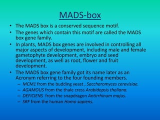 MADS-box
• The MADS box is a conserved sequence motif.
• The genes which contain this motif are called the MADS
box gene family.
• In plants, MADS box genes are involved in controlling all
major aspects of development, including male and female
gametophyte development, embryo and seed
development, as well as root, flower and fruit
development.
• The MADS box gene family got its name later as an
Acronym referring to the four founding members.
– MCM1 from the budding yeast , Saccharomyces cerevisiae.
– AGAMOUS from the thale cress Arabidopsis thaliana.
– DEFICIENS from the snapdragon Antirrhinum majus.
– SRF from the human Homo sapiens.
 