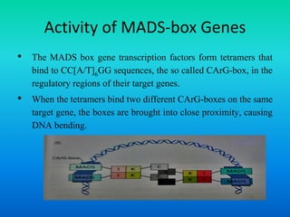 Activity of MADS-box Genes
• The MADS box gene transcription factors form tetramers that
bind to CC[A/T]6GG sequences, the so called CArG-box, in the
regulatory regions of their target genes.
• When the tetramers bind two different CArG-boxes on the same
target gene, the boxes are brought into close proximity, causing
DNA bending.
 